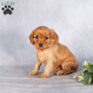 Sherry, Miniature Golden Retriever Puppy